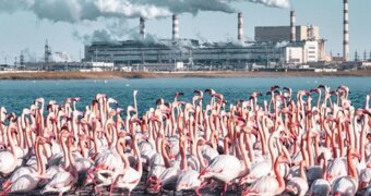Фламинго под угрозой на Караколе: специалисты назвали причины