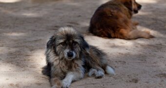 Шанс для «Шанса» — в Мангистау собирают помощь для ветеринарного блока