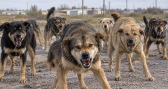 «Загрызли трех породистых коз»: фермер из Мангистау пожаловался на бродячих собак