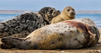 Тюлени под угрозой: учёные не могут оценить численность каспийской нерпы
