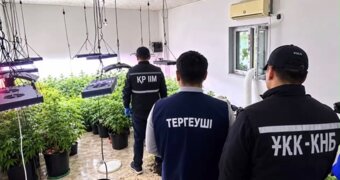 В Мунайлы выявили ферму по выращиванию конопли