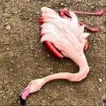 Мертвый фламинго найден на Караколе