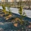Убогие саженцы в строительном мусоре: посадку деревьев чиновниками на субботнике в Актау раскритиковали в Сети
