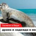 Тюлени в беде: драма и надежда в мелеющем Каспии