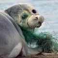 Когда создадут резерват для тюленей в Мангистау