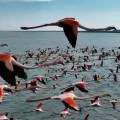 Волшебный декабрь: Фламинго в Актау задержались с отлётом