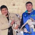 Найденных в Мангистау птенцов фламинго забрали в Алматинский зоопарк