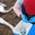 Массовая гибель лебедей на озере Караколь: специалисты обнаружили 227 тушек птиц