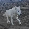Откуда взялся белый волк в Мангистау?
