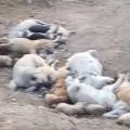 Мертвые и живые щенки в одной яме: очередной собачий могильник сняли на видео в Мангистау