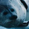 Каспийскому тюленю посвятили фильм