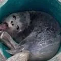 Спасение детёныша тюленя на Каспии попало на видео