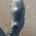 Рыбинспекция: 40 трупов тюленей обнаружили на берегу моря в Мангистау