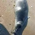 Причину выброса туш мертвых тюленей на Каспии озвучили специалисты