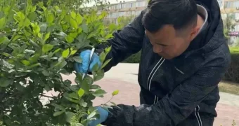 Акимат Актау привлек ученых по вопросам озеленения и уничтожения вредителей