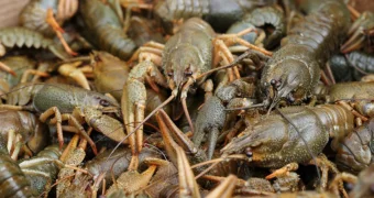 Массовую гибель раков обнаружил житель Мангистау в водосбросном канале