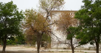 Как в Актау обстоят дела с поливом?