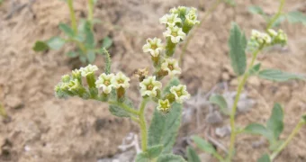 Биоразнообразие Мангистау: Результаты исследования видов животных и растений в рамках проекта «EcoBilim.KZ»