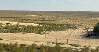 Будет дорого: в Мангистау высадят саксаул на 2 млрд тенге