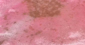 Экологи: В этот раз красный - безопасный цвет  Каспия