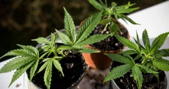 Криминального «ботаника» задержали в Актау