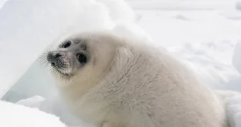 Тюлени в степях Мангистау: сотрудники рыбинспекции приступили к их транспортировке