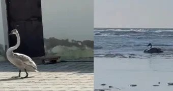 Дикие утки и лебеди залетают во дворы жилых домов в Мангистау