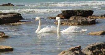 Актаусцев приглашают посмотреть на птиц