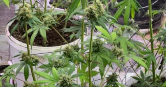 Весёлый садовник в Актау: в подпольной фитолаборатории обнаружили 35 кустов марихуаны