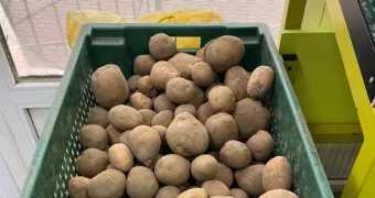 Ревизия запасов стабфонда в Мангистау обнаружила значительные недостачи от заявленных объемов картофеля