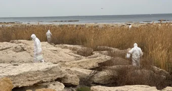 В Актау началась травля грызунов