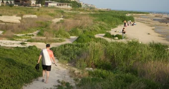 Береговую линию в Актау хотят очистить от водорослей