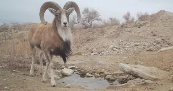 Устюртские уриалы попали в фотоловушку