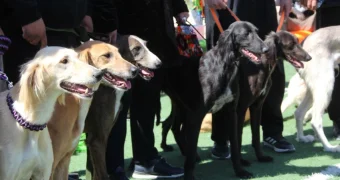 Казахская борзая представлена на выставке собак в Актау