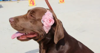 Лучший друг человека: в Актау прошла выставка собак