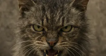 Житель Мангистау умер от бешенства после укуса бездомной кошки