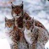 lynx