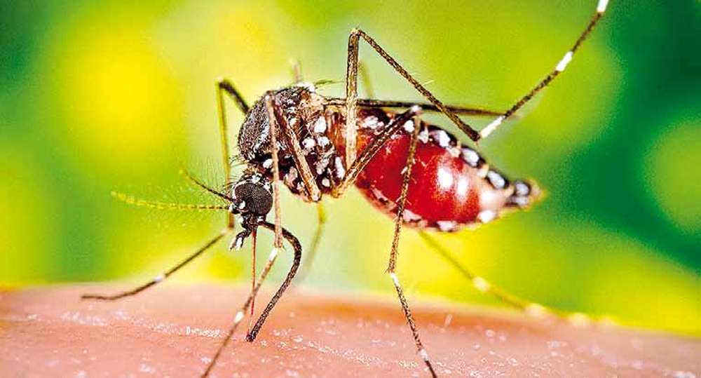 Переносчик инфекции - комар. Фото planeta.moy.su