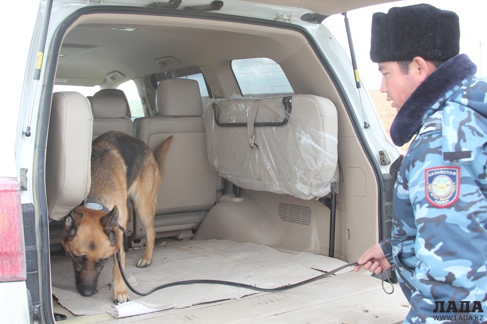 В операции &quot;Рубеж&quot; были задействованы служебно-розыскные собаки. Фото пресс-службы ДВД