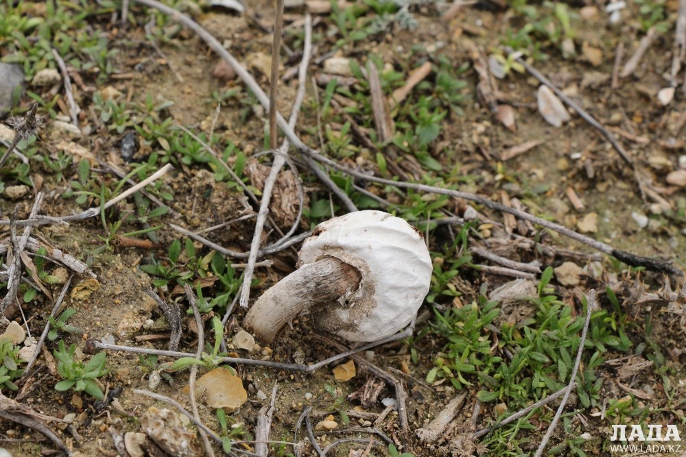 Появление грибов в середине января горожане называют феноменом