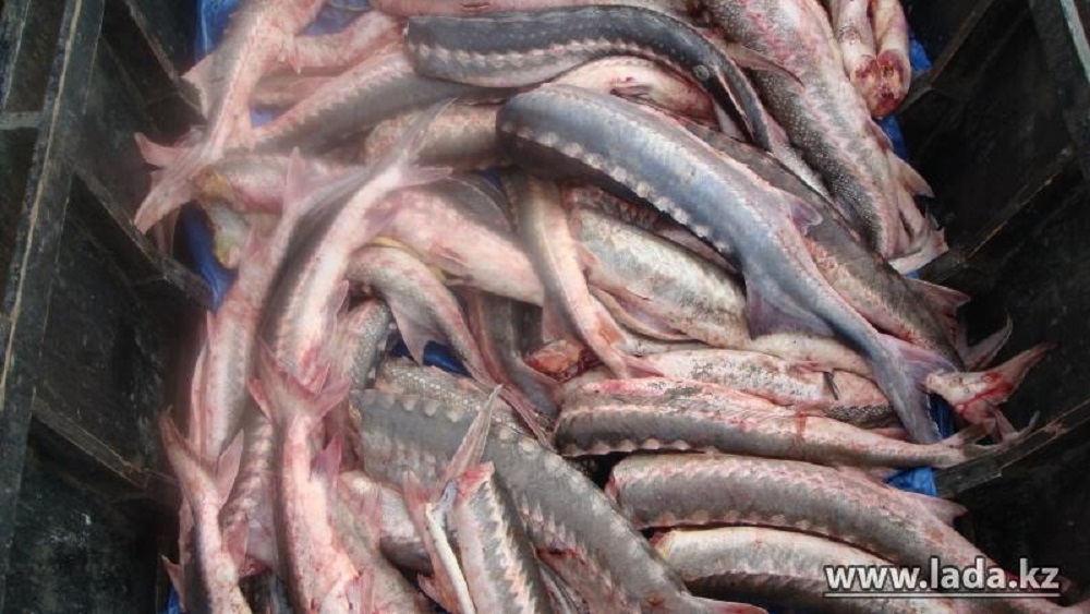 Изъятая рыба. Фото ДВД Мангистауской области