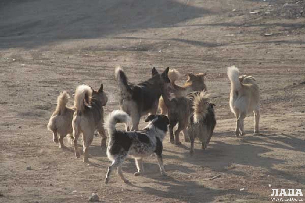 Бродячие собаки. Фото предоставили в Мунайлинской местной полиции