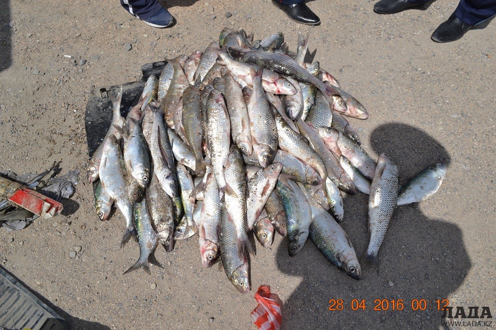 Такое количество краснокнижной рыбы кутум (64 штуки) полицейские в Мангистау изымают впервые. Фото рыбоохранной полиции