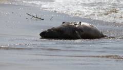 На пляже - мертвые тюлени