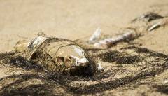 На пляже - мертвые тюлени