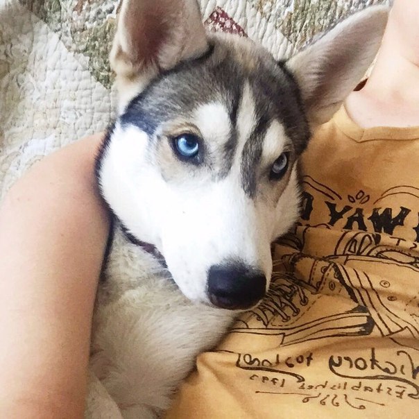 Кис хонда собака