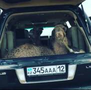 Даже верблюды передвигаются на лексусах в Актау :)