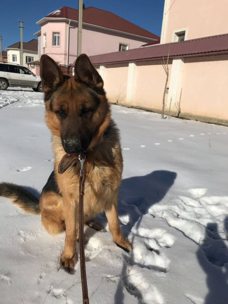 Собака поцарапала машину