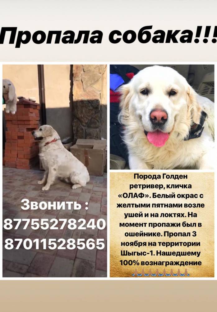 Собака поцарапала машину