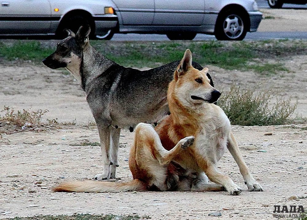 Бродячие собаки в Актау. Фото из архива Lada.kz